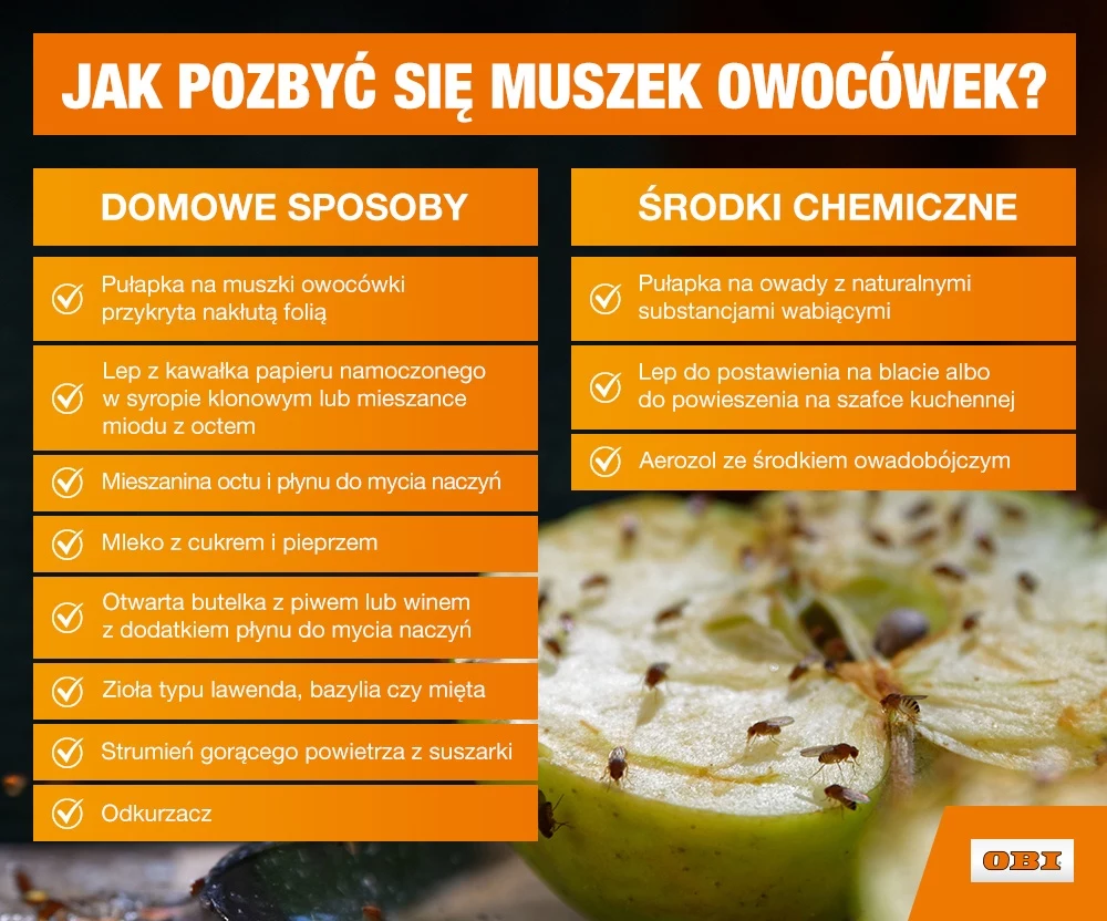 Jak pozbyć się muszek owocówek?