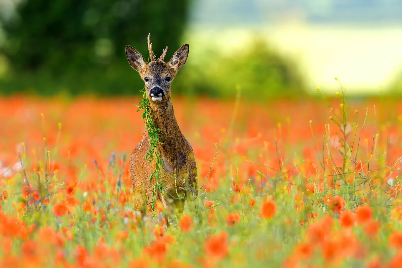 Sarna - mieszkanka także polskich pól Sarna - mieszkanka także polskich pól