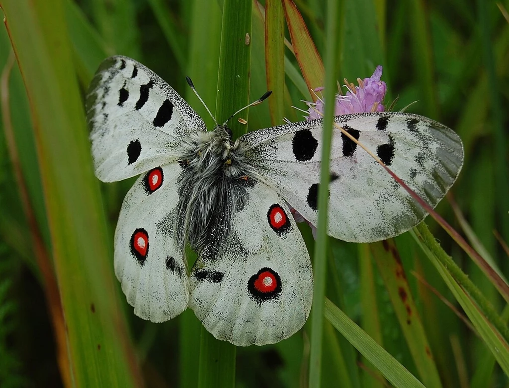 Niepylak apollo - bardzo rzadki motyl żyjący na ugorach