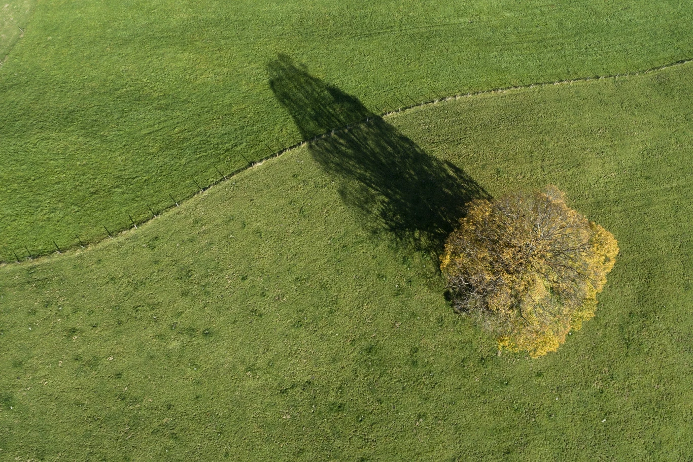 Zadrzewienia śródpolne to klucz do życia zwierząt na polach Zadrzewienia śródpolne to klucz do życia zwierząt na polach