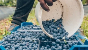 Sadzisz borówkę amerykańską? Te odmiany dają najwięcej owoców