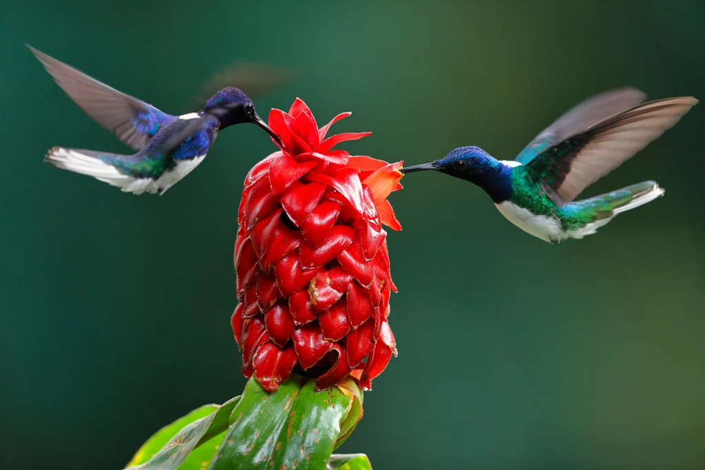 Dwa kolibry z gatunku nektareczek błękitny przy roślinie. Kostaryka
