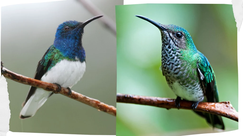 Z lewej samiec, a z prawej samica nektareczka błękitnego