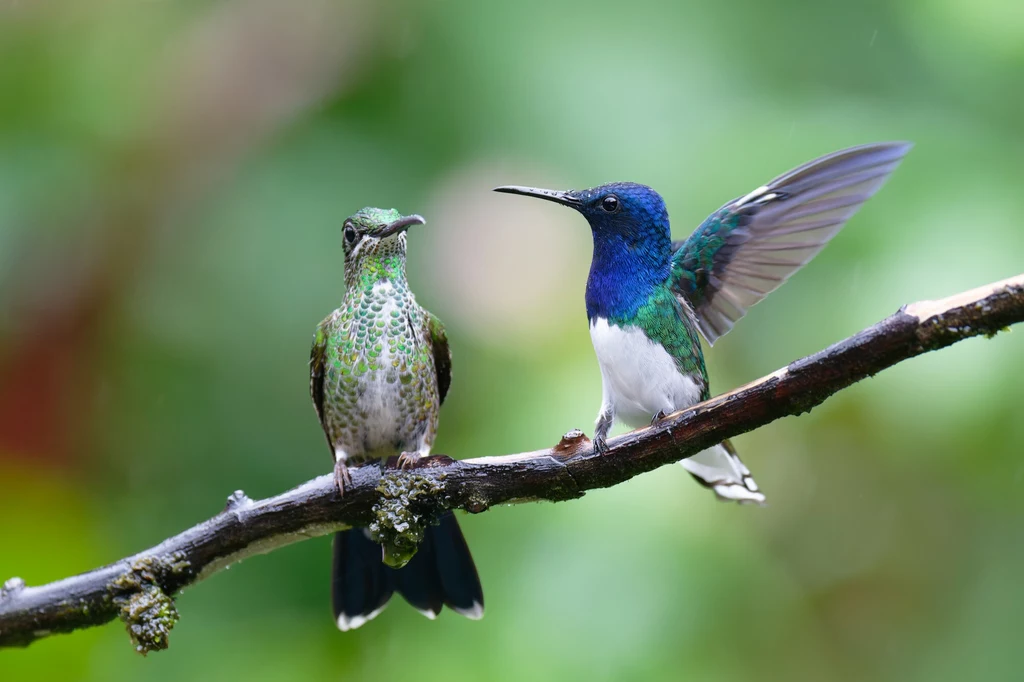 Nektareczek błękitny przegania kolibra z gatunku brylancik cesarski. Lasy Ekwadoru