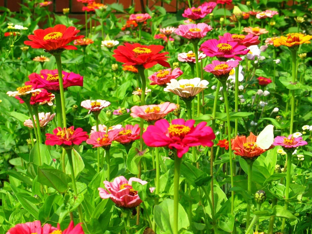 Cynie to piękne rośliny, które w okresie kwitnienia zdobią ogród kwiatami w niemal wszystkich kolorach tęczy.