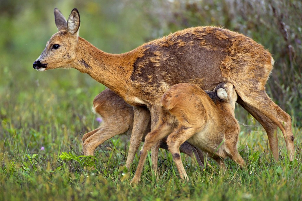 Dzikie ssaki pełnią kluczową rolę w przyrodzie, także na terenie parków narodowych. Zwierzęta mają ogromny wpływ na rośliny runa leśnego oraz na odnawianie gatunków drzewiastych, a zarazem stanowią podstawę diety wielu gatunków drapieżników