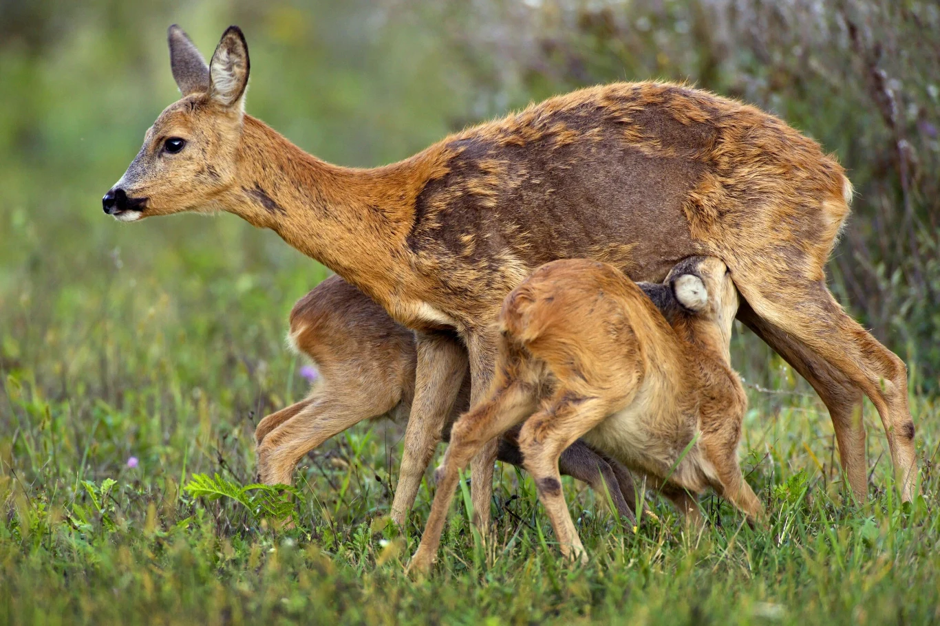 Dzikie ssaki pełnią kluczową rolę w przyrodzie, także na terenie parków narodowych. Zwierzęta mają ogromny wpływ na rośliny runa leśnego oraz na odnawianie gatunków drzewiastych, a zarazem stanowią podstawę diety wielu gatunków drapieżników Dzikie ssaki pełnią kluczową rolę w przyrodzie, także na terenie parków narodowych. Zwierzęta mają ogromny wpływ na rośliny runa leśnego oraz na odnawianie gatunków drzewiastych, a zarazem stanowią podstawę diety wielu gatunków drapieżników