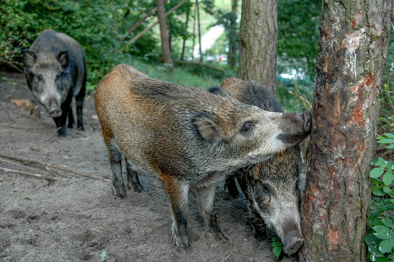 Badacze sugerują, by "inwentaryzacje" dzikich ssaków kopytnych w parkach narodowych wykonywać metodami bardziej wiarygodnymi i jednocześnie nie oddziałującymi negatywnie na przyrodę parku narodowego Badacze sugerują, by "inwentaryzacje" dzikich ssaków kopytnych w parkach narodowych wykonywać metodami bardziej wiarygodnymi i jednocześnie nie oddziałującymi negatywnie na przyrodę parku narodowego