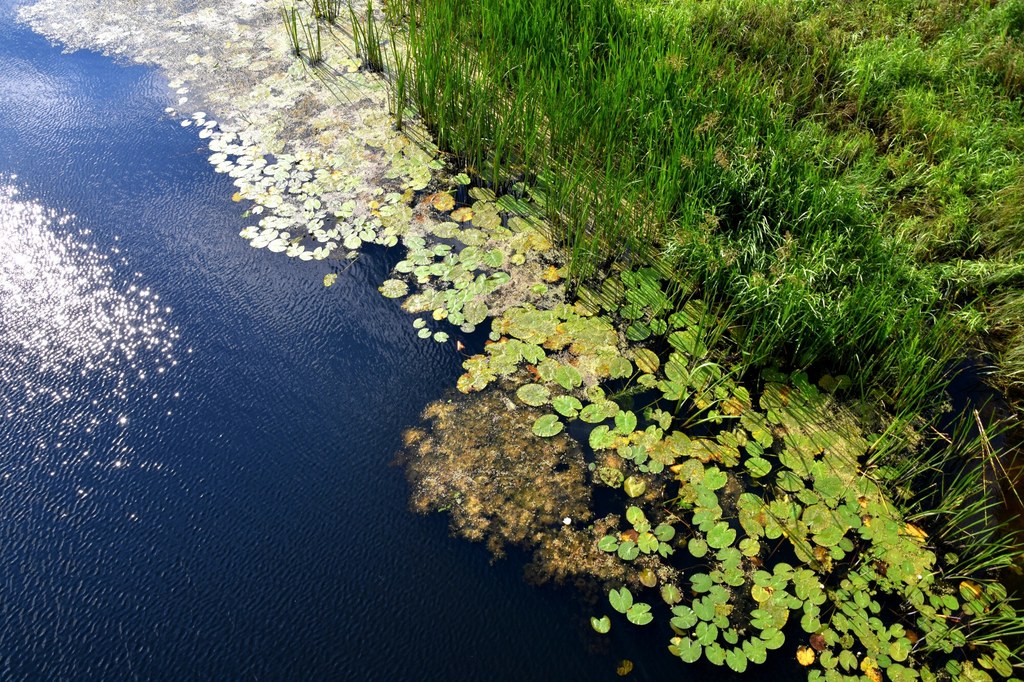 Ustawa Nature restoration Law miała być kluczową polityką środowiskową Unii Europejskiej