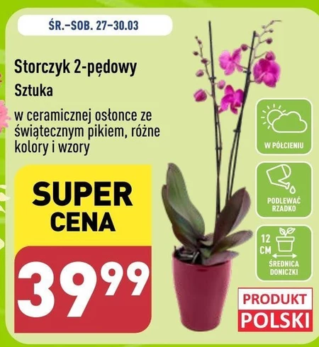 Орхідея Polski