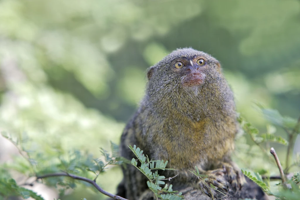 Pigmejka to najmniejsza małpa świata. Dorosła waży 150 gramów