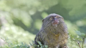 Pigmejka to najmniejsza małpa świata. Dorosła waży 150 gramów
