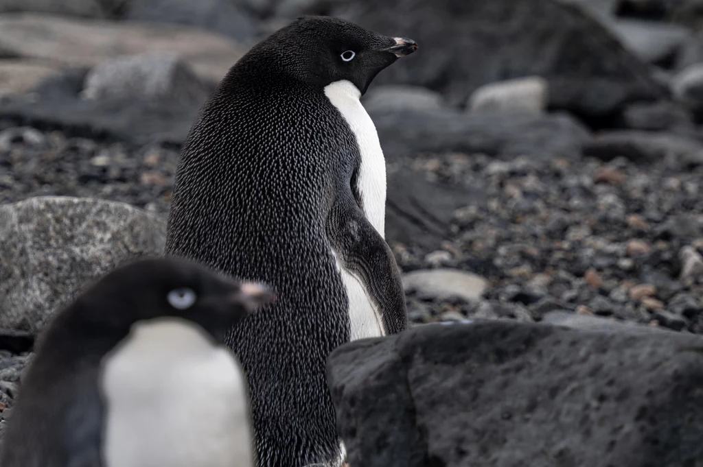Pingwiny białookie, zwane pingwinami Adeli okazują się odporne na działanie wirusa