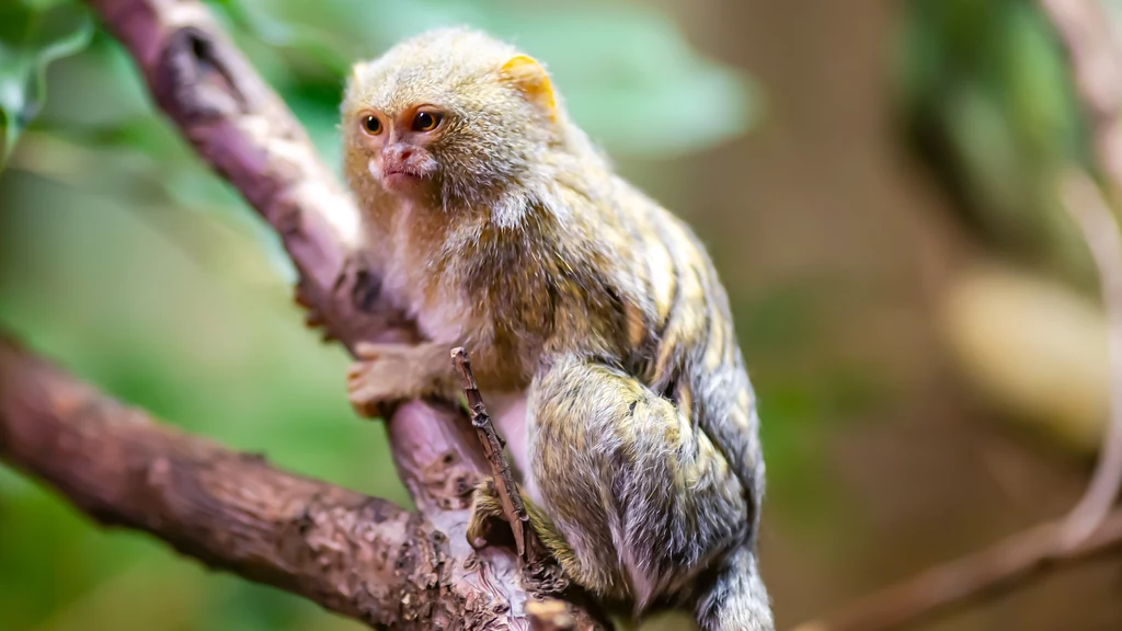 W zoo w Chorzowie przyszły na świat najmniejsze małpy świata
