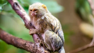 W Polsce urodziły się najmniejsze małpy świata. Mieszczą się w dłoni