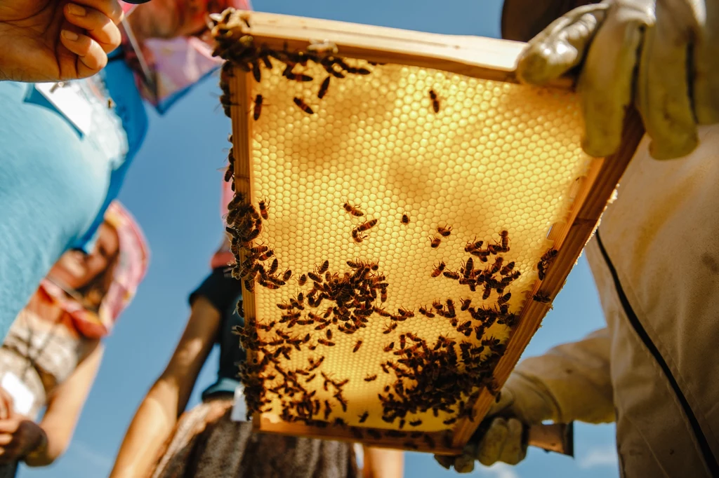 Ziołomiód produkuje się poprzez podanie pszczołom syropu cukrowego