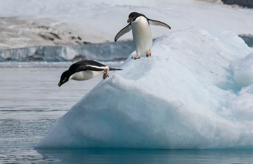 Pingwiny białookie skaczące do wody