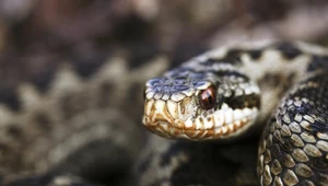 Żmija zygzakowata to jedyny jadowity wąż żyjący w Polsce