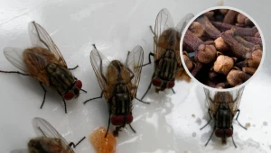 Na dobre przepędzisz owady z domu. Działa na muchy i mrówki, a nawet na mole
