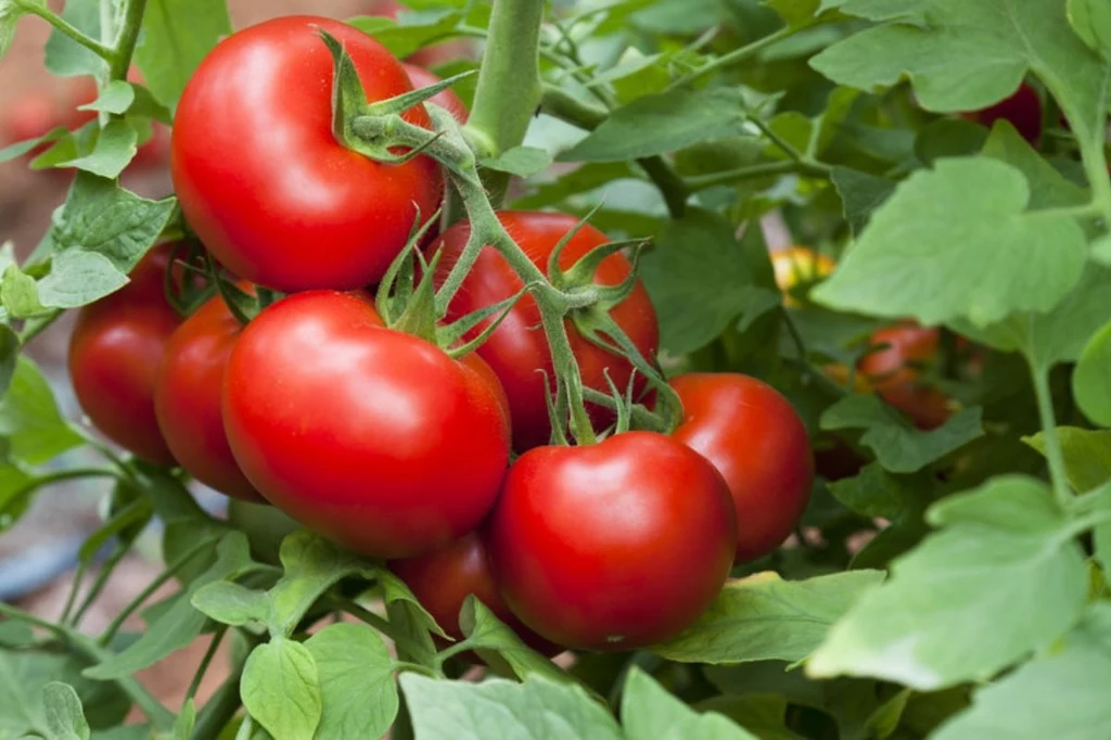 Obok pomidorów warto sadzić nie tylko inne warzywa, ale też kwiaty lub zioła