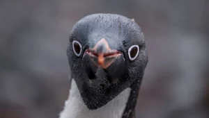 Pingwiny chorują na ptasią grypę, ale bez objawów. To bardzo zła wiadomość