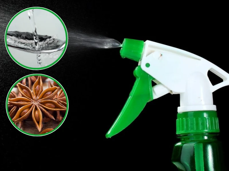 Jeśli przeszkadza ci zapach octu w domowych środkach czystości, dodaj do niego anyż Jeśli przeszkadza ci zapach octu w domowych środkach czystości, dodaj do niego anyż