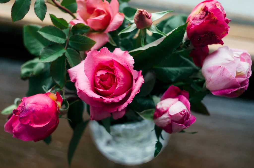 Róże w wazonie najlepiej czują się we własnym towarzystwie