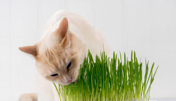 Czy kot może jeść owies wielkanocny? Te rośliny zaszkodzą twojemu pupilowi