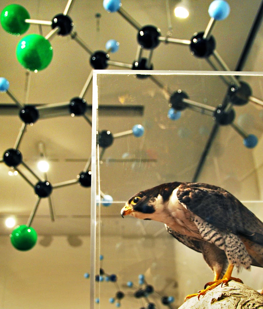 Powiązanie azotoksu z zagładą ptaków szponiastych sprowadzała się do wytrącania wapnia