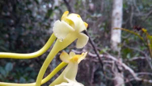 Solenangis impraedicta to najnowszy opisany gatunek storczyka. Zdjęcie dzięki uprzejmości Missouri Botanical Garden
