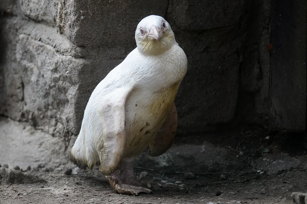 Kokosanka - albinistyczna samica pingwina przylądkowego - bierze udział w konkursie "March of the penguin madness" 2024