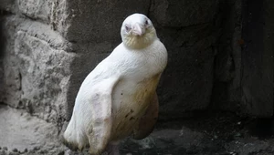 Polski pingwin "idzie jak burza" w światowym konkursie. Ma tajemną przewagę