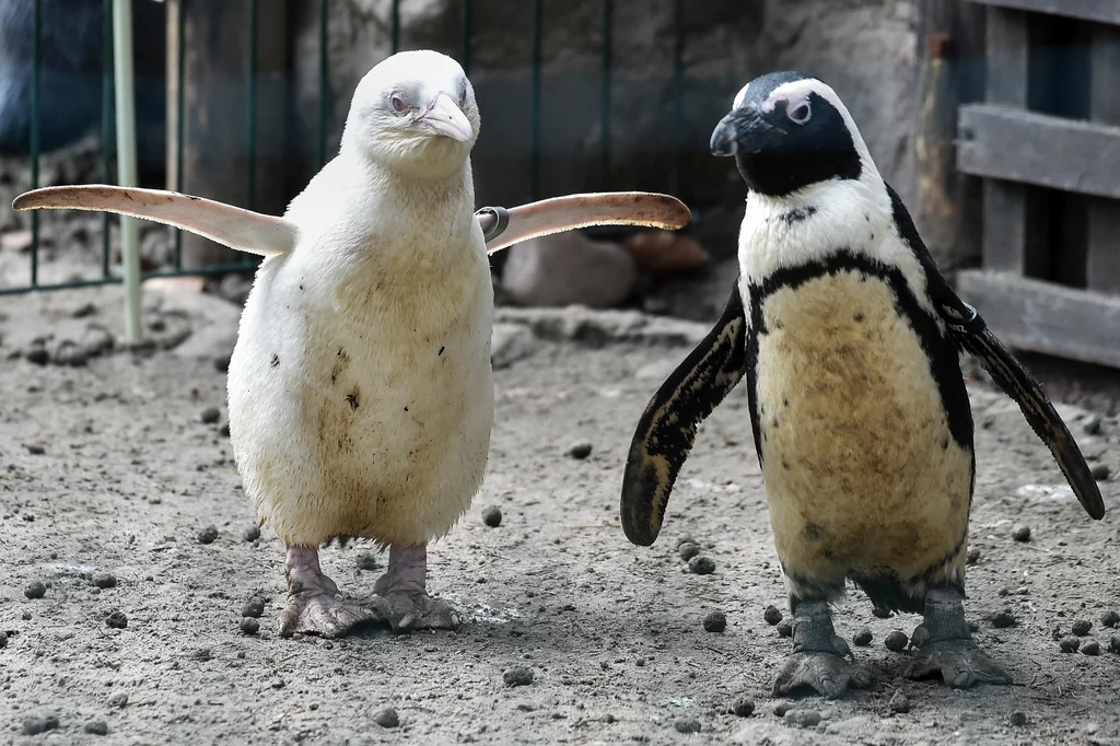 Kokosankę łatwo wypatrzeć na tle innych pingwinów. To jedyny osobnik z taką mutacją spośród wszystkich zoo na całym świecie