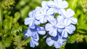 Hortensje sadzą wszyscy, ale ta błękitna roślina jest od nich piękniejsza. Wszystkie sąsiadki będą ci jej zazdrościć