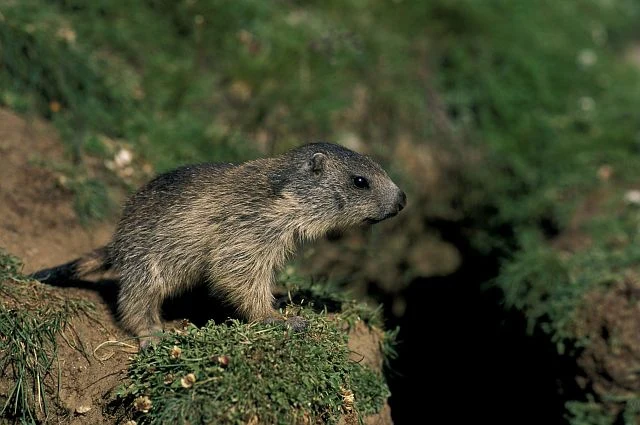 Świstaki amerykańskie rozmnażają się bardzo wolno jak na gryzonie