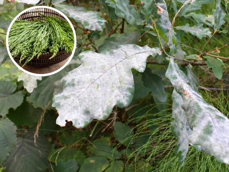 Zrób domowy oprysk ze skrzypu polnego, aby zwalczyć mączniaka, inne choroby grzybowe i szkodniki Zrób domowy oprysk ze skrzypu polnego, aby zwalczyć mączniaka, inne choroby grzybowe i szkodniki