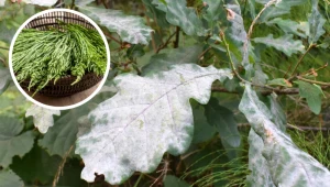 Mączniak przestanie atakować rośliny w ogrodzie. Wystarczy oprysk za 0 złotych z popularnego chwastu