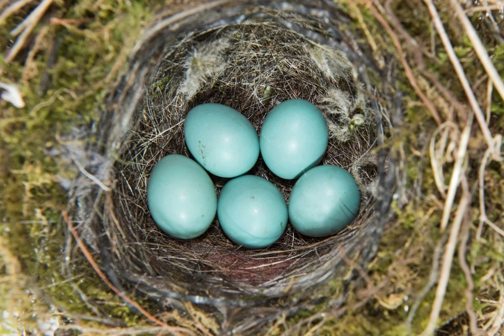 Jaja w gnieździe płochacza pokrzywnicy