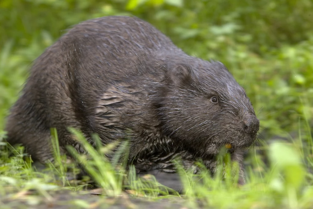 Dzisiejsze bobry osiągają 30 kg wagi