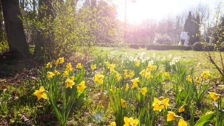 Wielkanoc 2024 będzie bardzo ciepła, z temperaturami dochodzącymi do 24 st. C. Pod koniec świąt jednak popada deszcz, a miejscami wystąpią również burze