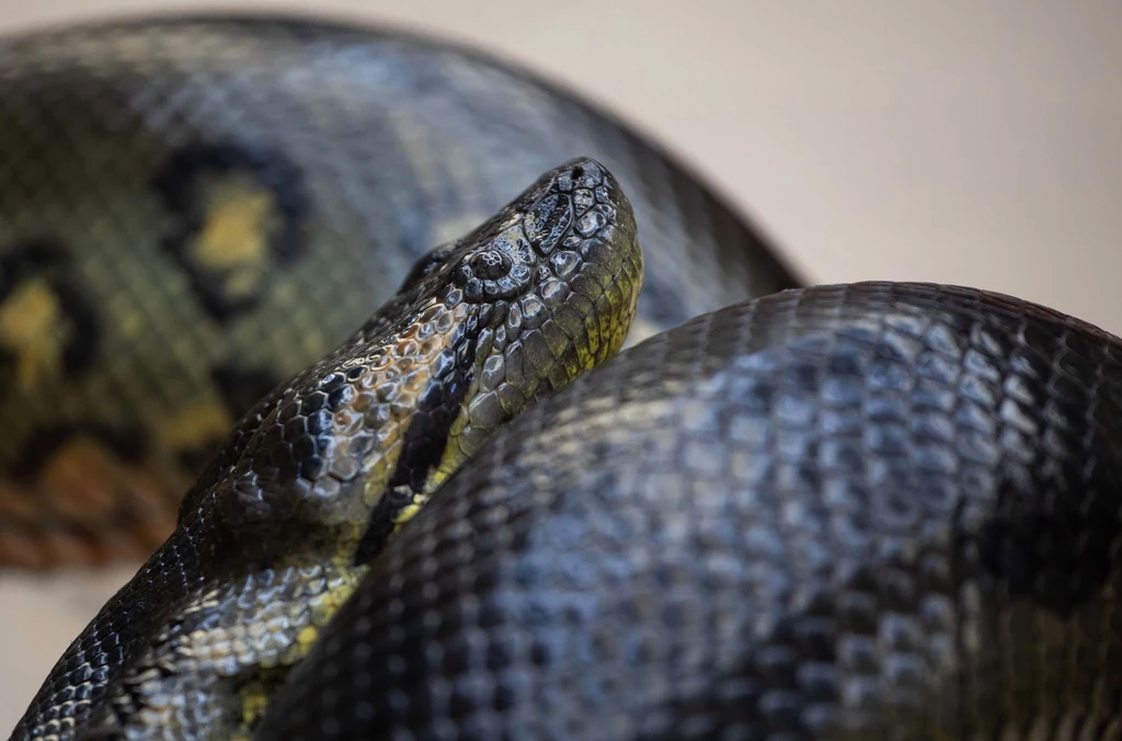 Przyrodnik z Holandii poinformował, że prawdopodobnie najdłuższa anakonda świata nie żyje