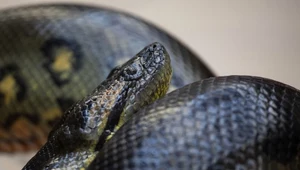 Przyrodnik z Holandii poinformował, że prawdopodobnie najdłuższa anakonda świata nie żyje