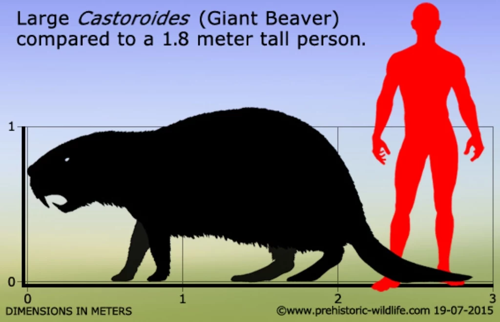 Porównanie rozmiarów wielkiego bobra Castoroides i człowieka