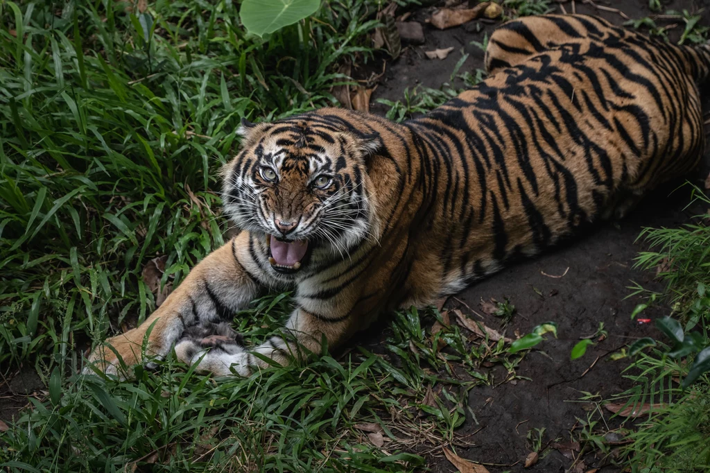 Tygrysy w Indonezji zachowały się tylko na Sumatrze