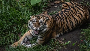 Tygrysy w Indonezji zachowały się tylko na Sumatrze