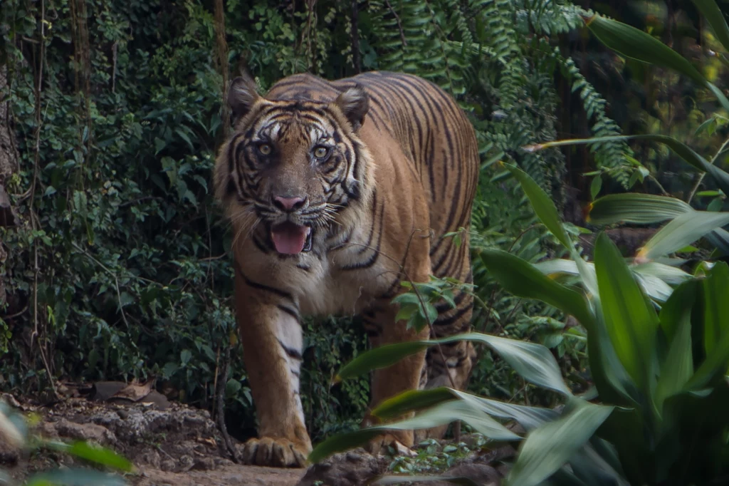 Odnalezienie żywego tygrysa jawajskiego byłoby wielkim wydarzeniem. Tu: tygrys sumatrzański