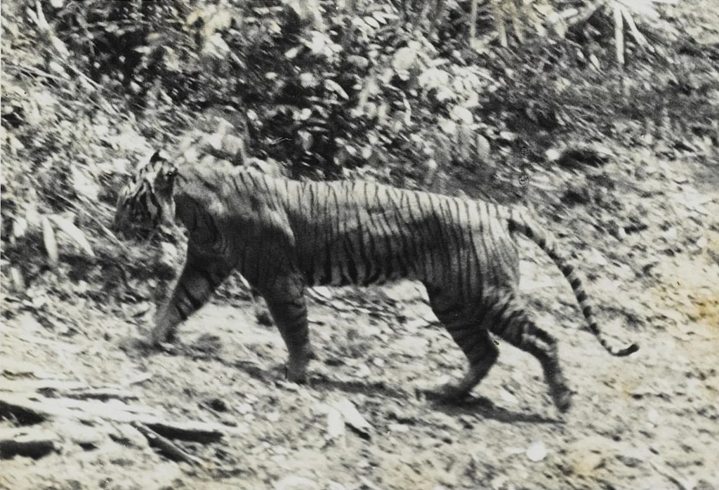 Mityczny tygrys jawajski sfotografowany w 1938 roku. Zwierzę uznano już za wymarłe