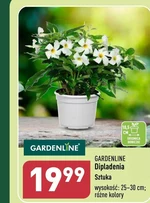 Dipladenia Gardenline