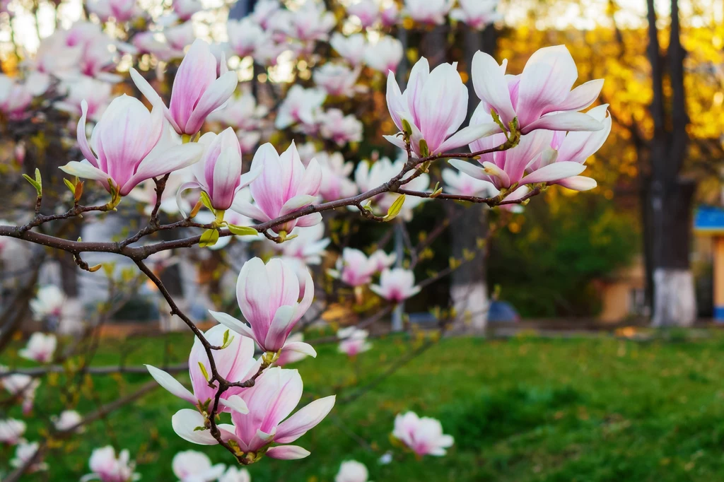 Uniknij błędów w uprawie magnolii, przez które nie kwitnie