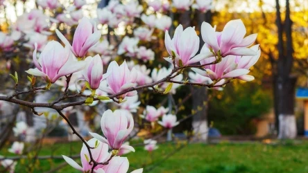 Jesienią musimy odpowiednio zatroszczyć się o nasze magnolie